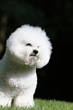 BICHON FRISE 426